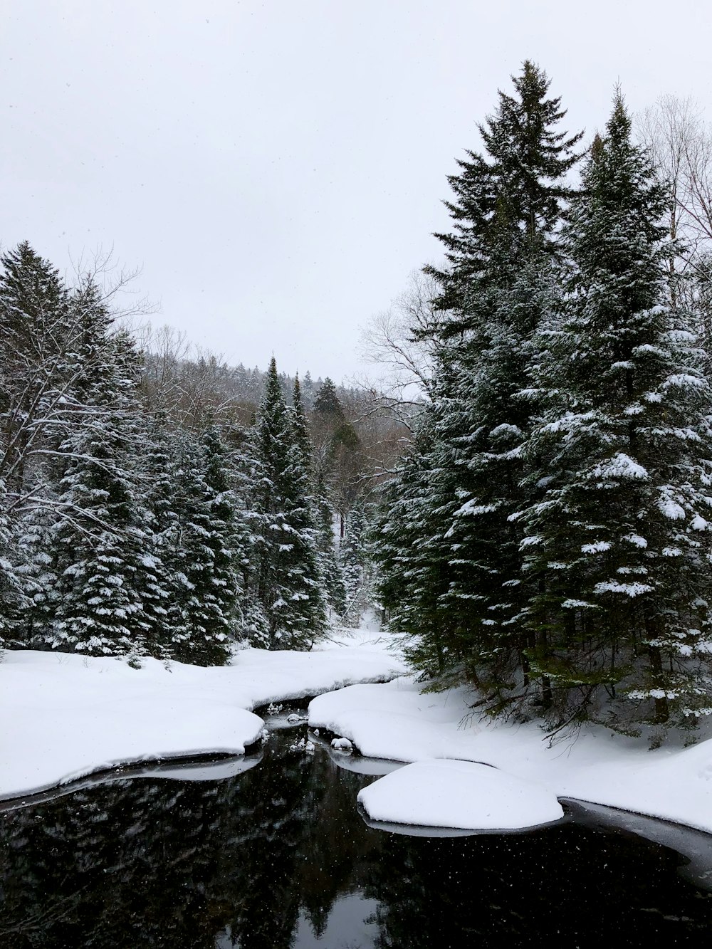 body of water surrounded by green pine trees