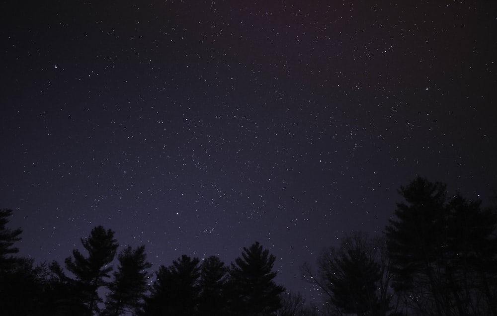 high angle photography of trees during night time