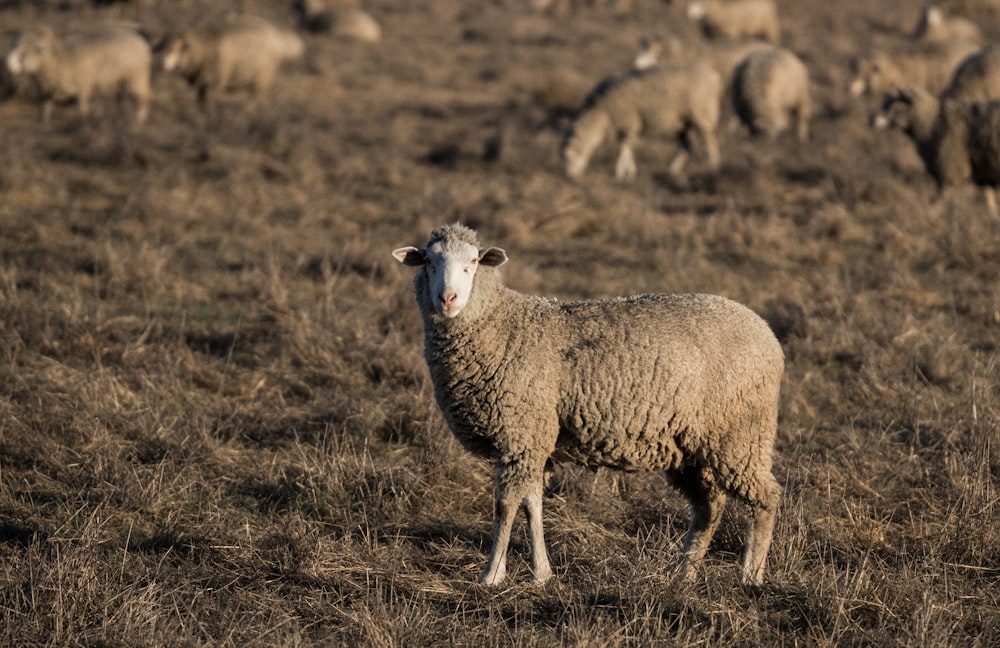 sheep standing on ground