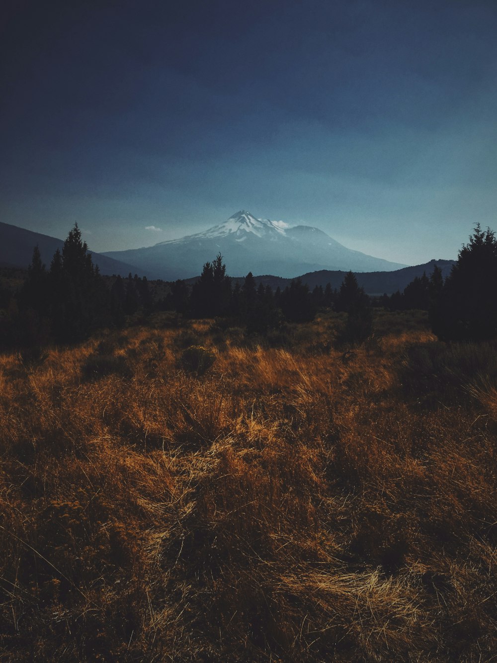 tall green trees and mountain