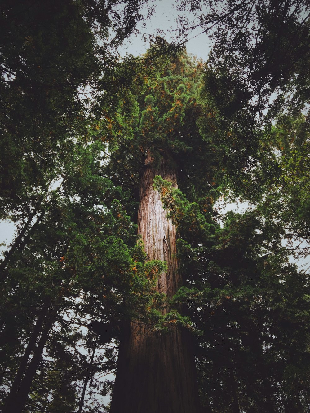 Fotografía de paisaje de árbol verde