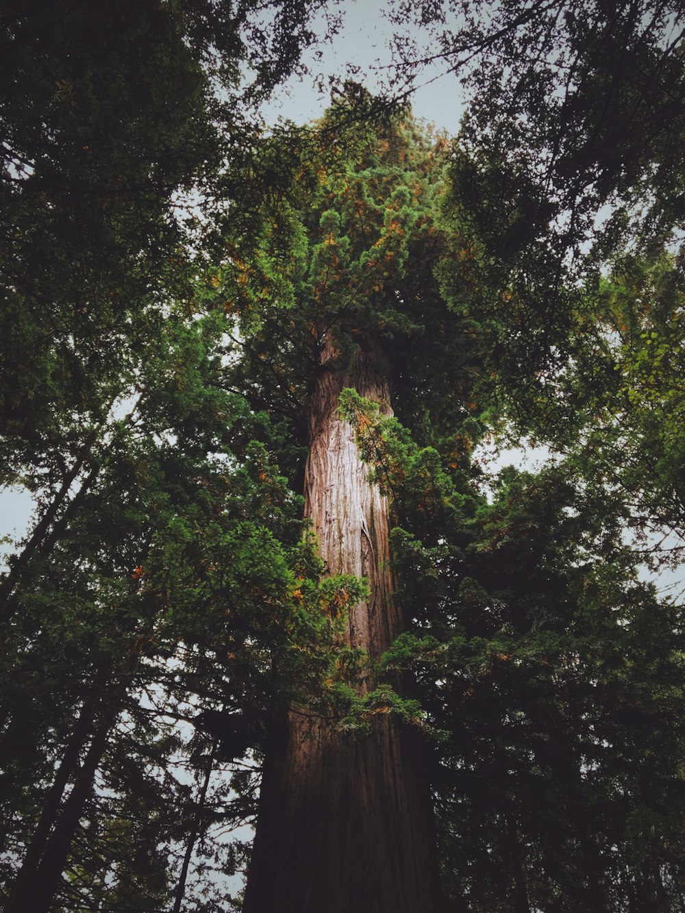 landscape photography of green tree