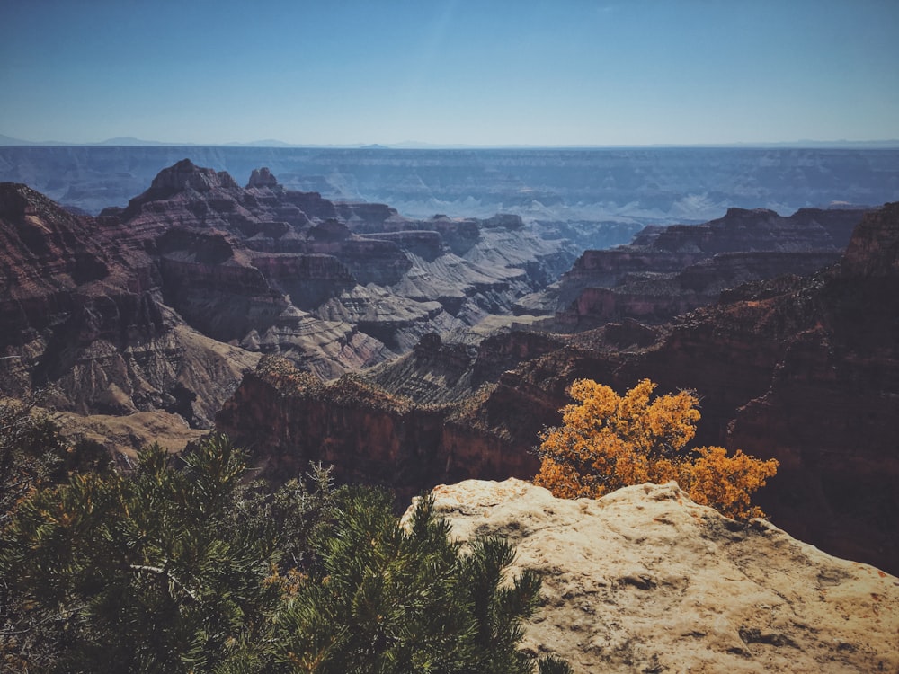 landscape photo of cliff beside trees