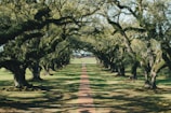 road surround with trees