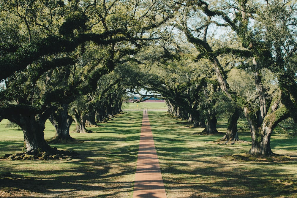 Bordure de route avec des arbres