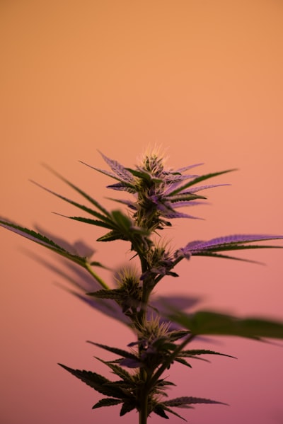 selective focus photography of cannabis sativa plant