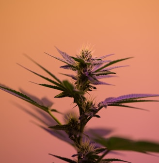 selective focus photography of cannabis sativa plant