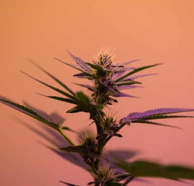 selective focus photography of cannabis sativa plant