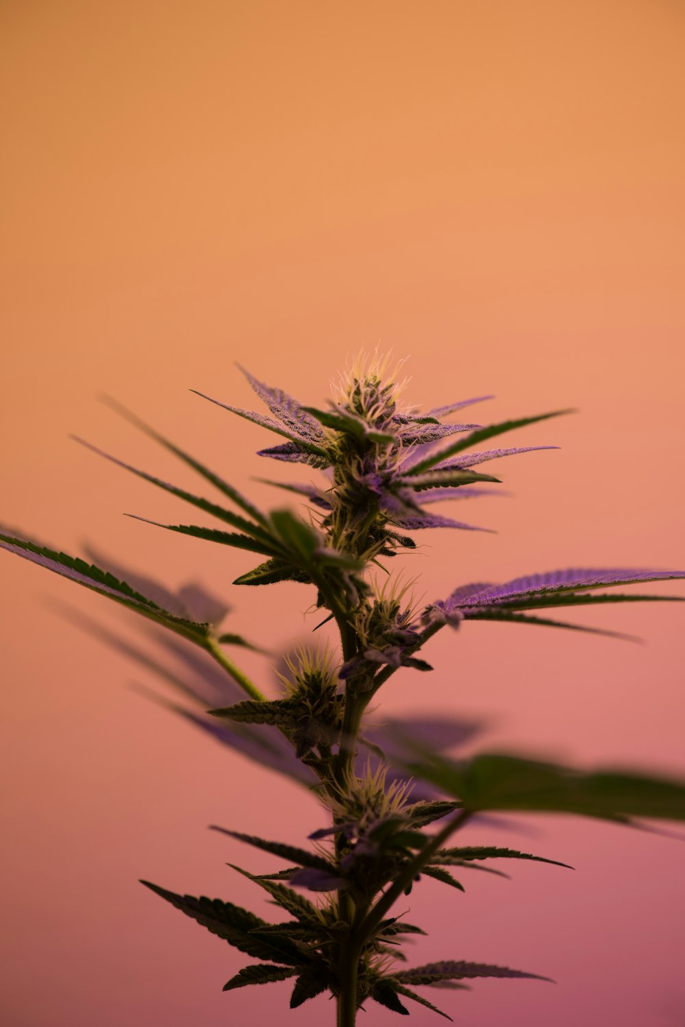 Fotografia a fuoco selettivo della pianta di Cannabis sativa
