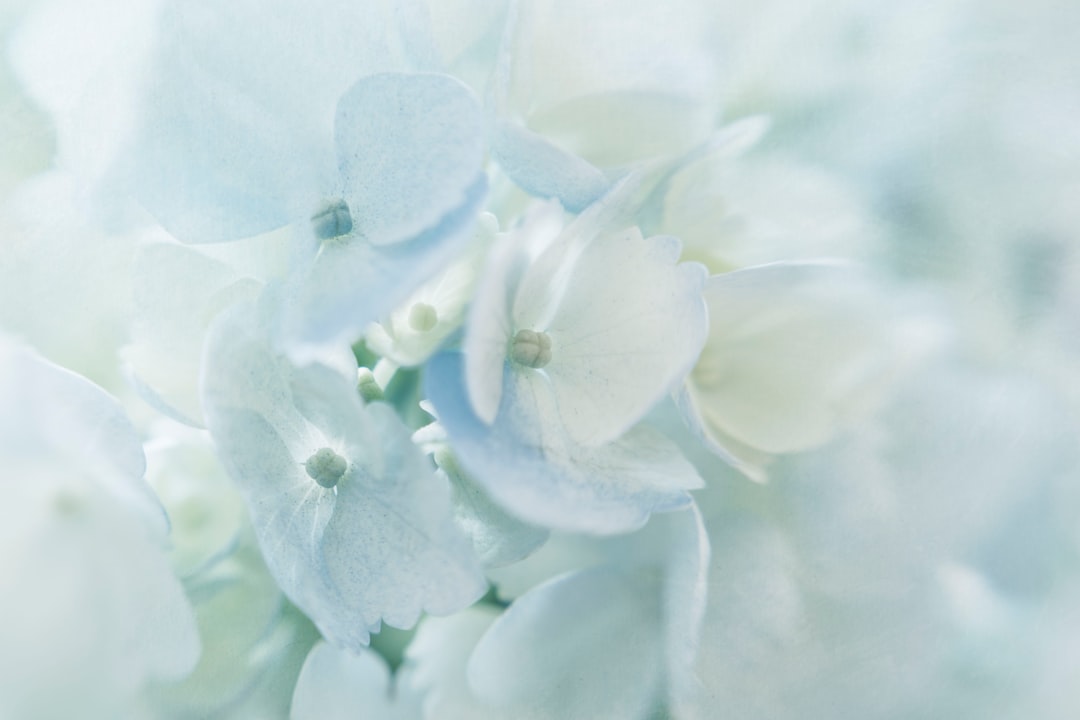 shallow focus photography of white flowers