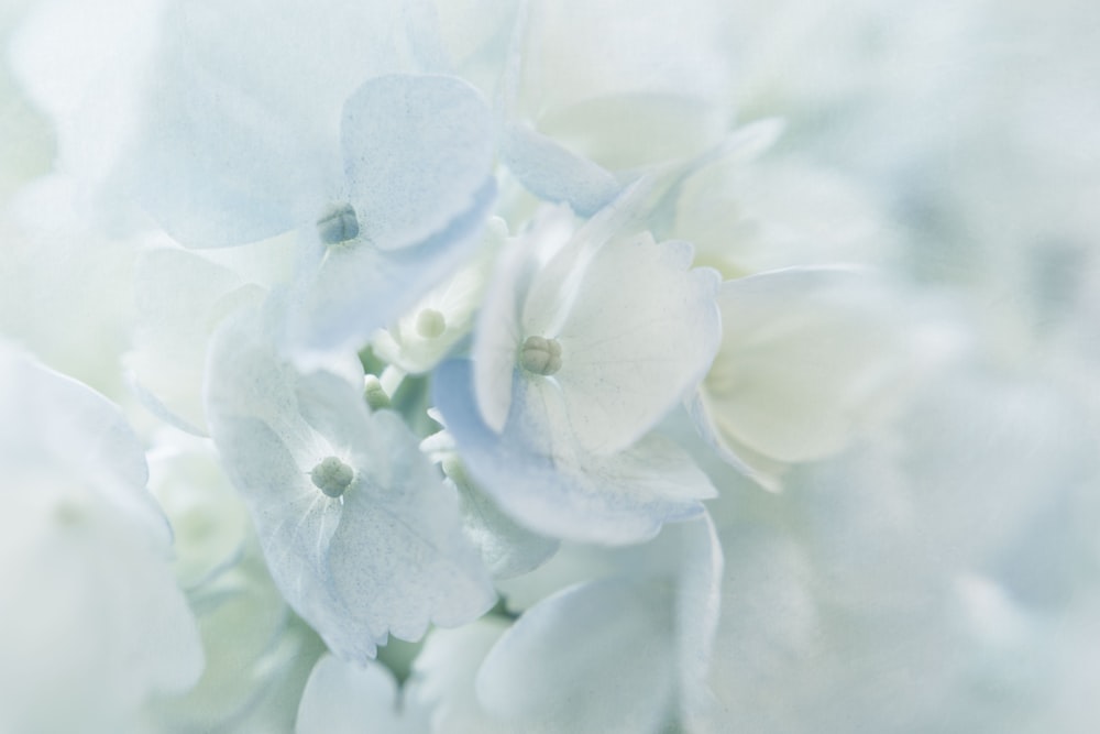 shallow focus photography of white flowers