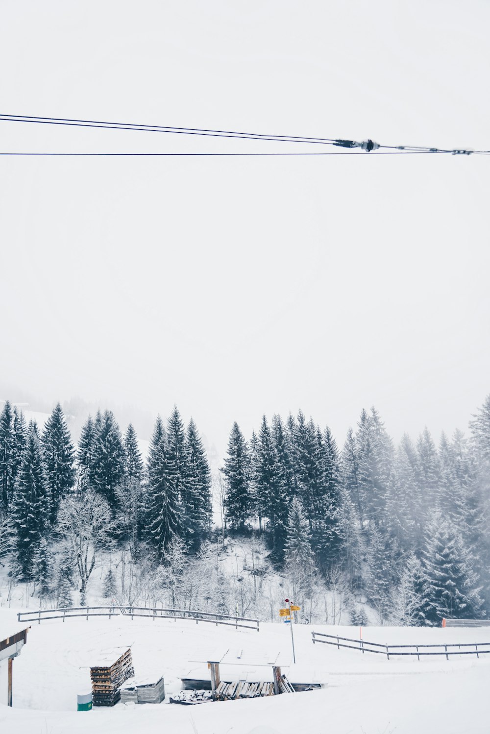 pine trees covered with snow