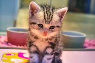 A playful kitten sniffing a bowl filled with premium cat food from jerkeis.