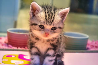 A playful kitten sniffing a bowl filled with premium cat food from jerkeis.