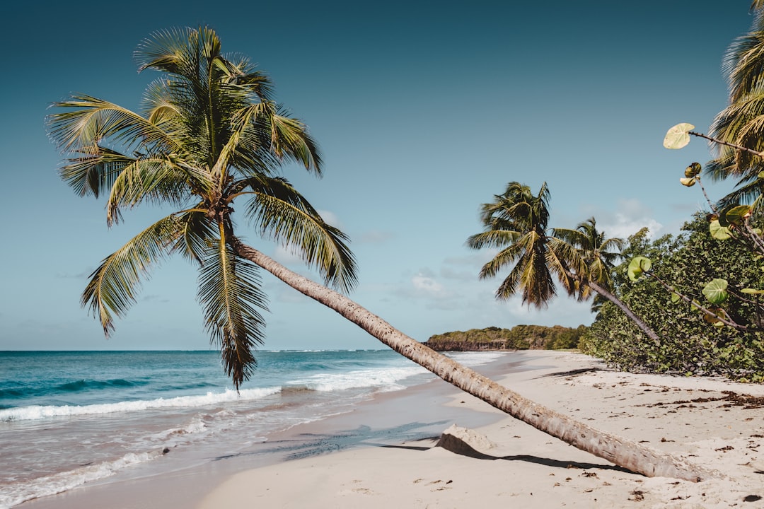 green leaning coconut tree near seashore at daytime, Deserted palm beach