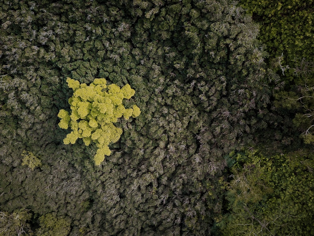 aerial photography of forest