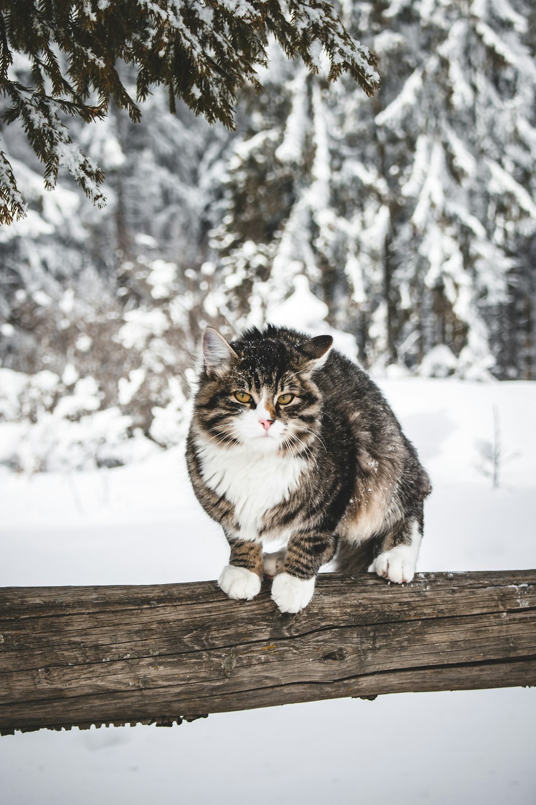 photo of Zakopane Norwegian forest cat near Giewont