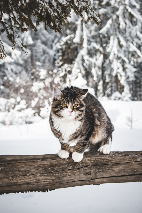 photo of Zakopane Norwegian forest cat near Morskie Oko