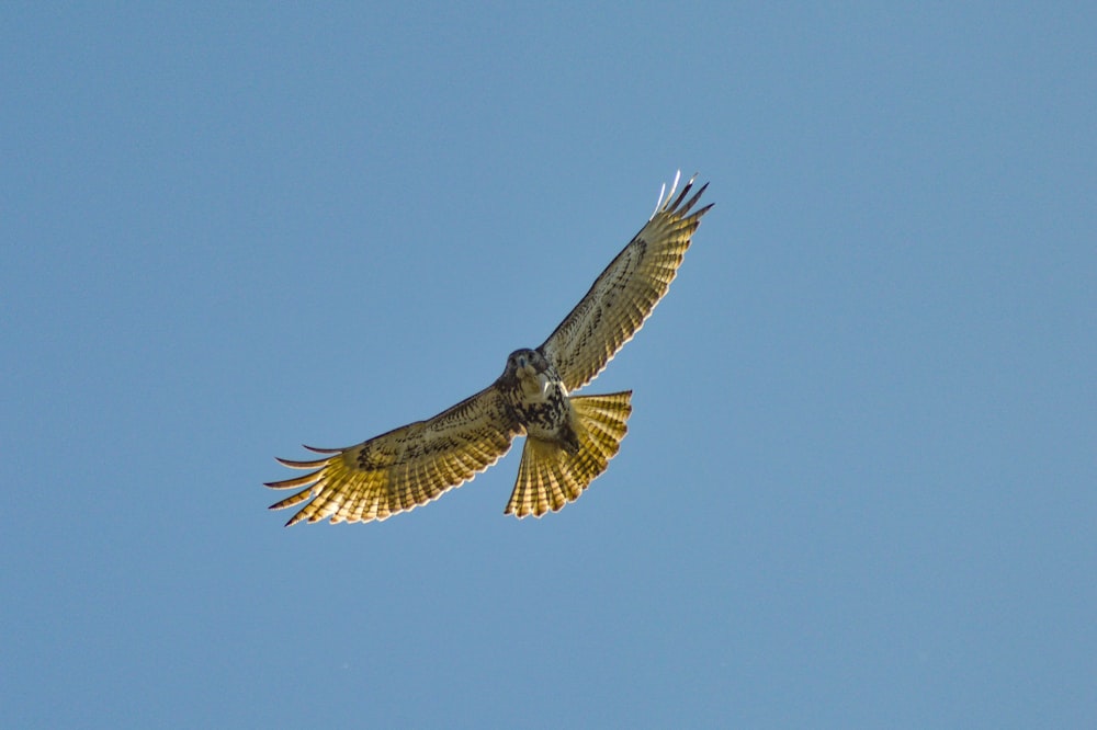 falco volante nel cielo