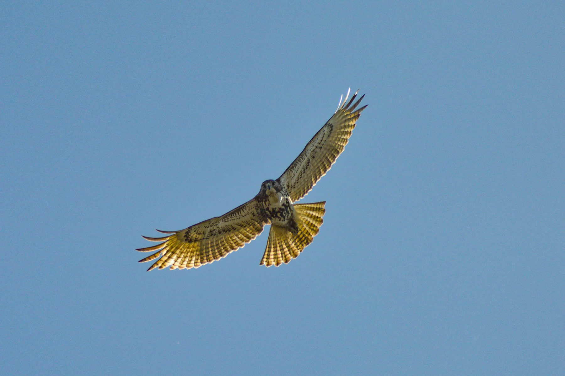 A hawk seen from below, soaring with its wings and tail fully spread against a clear blue sky