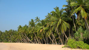 Coconut trees lining a serene beach under a bright blue sky in Kerala