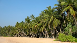 Coconut trees lining a serene beach under a bright blue sky in Kerala