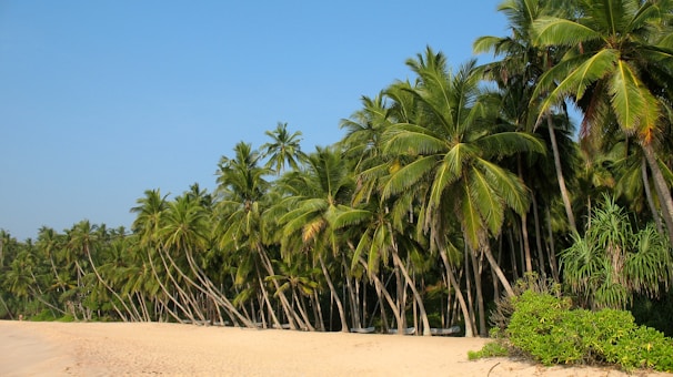 Palm trees lining a pristine sandy beach on a sunny day.