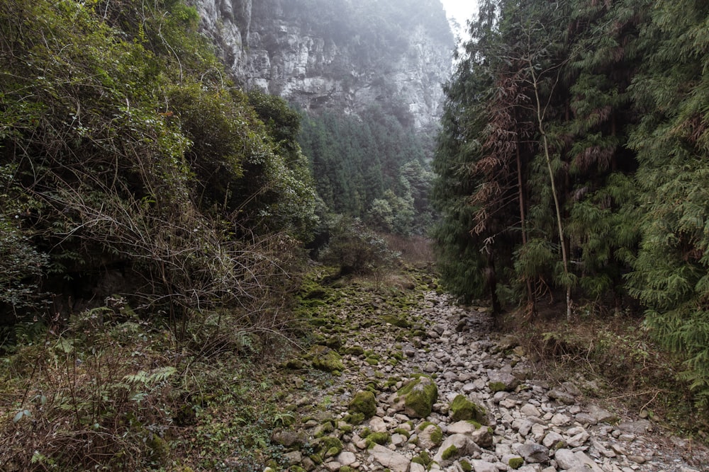 mountain trail surrounded by trees