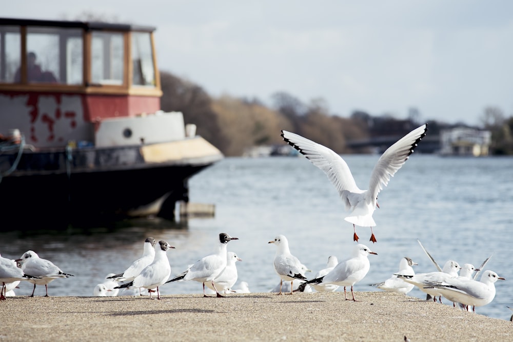 white pigeons on deck