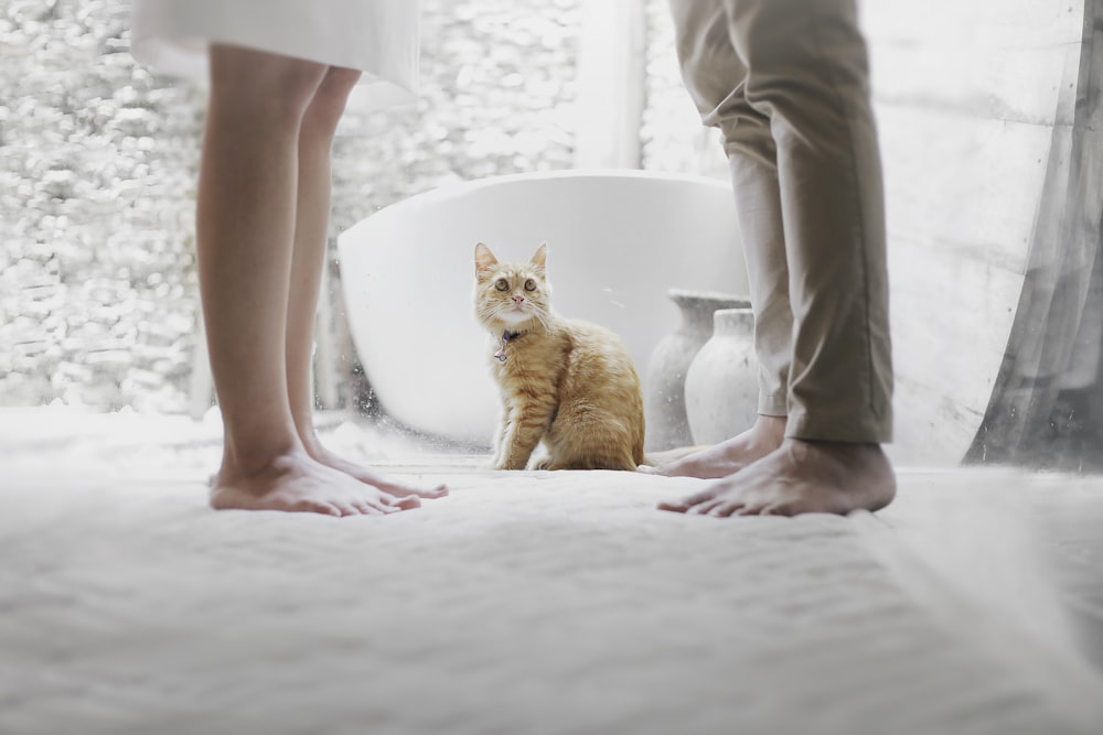 orange tabby cat sitting between standing man and woman inside room