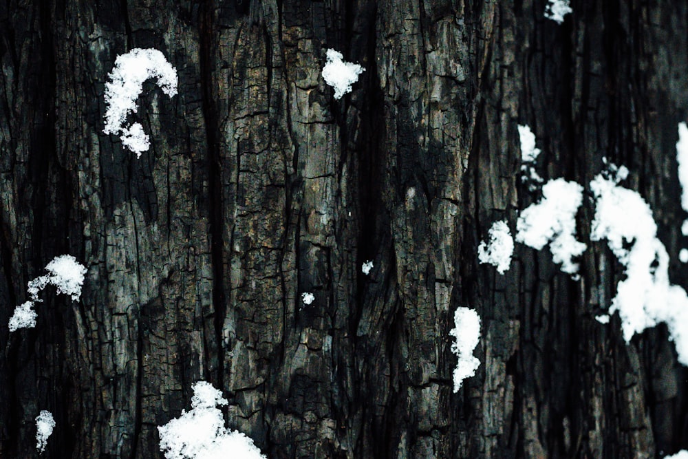 white snow on tree trunk