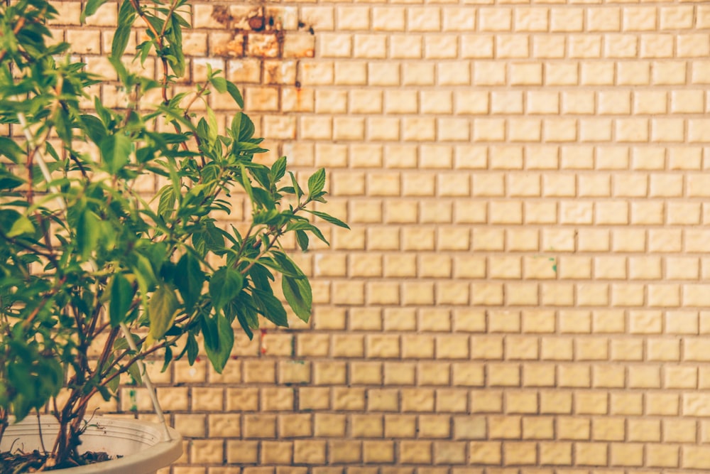 planta de folhas verdes no vaso branco perto da parede