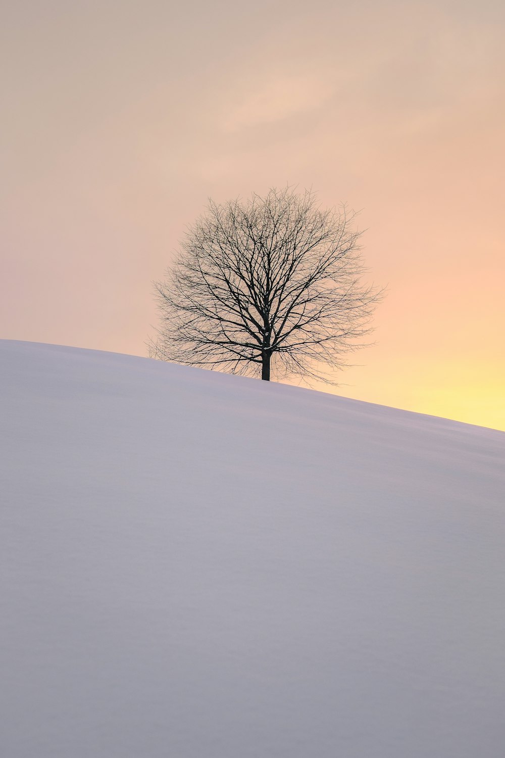 leafless tree on the hill