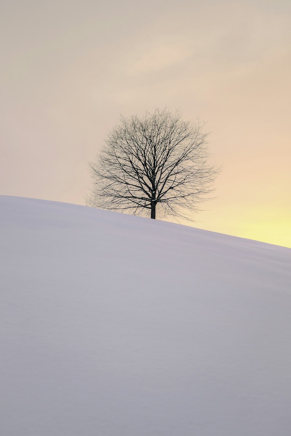 Arbre sans feuilles sur la colline