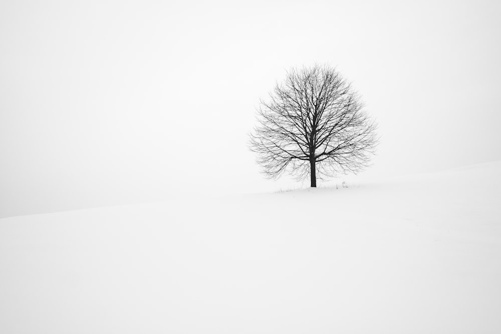 verdorrter Baum, der tagsüber von Schnee umgeben ist