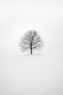 photography of tree