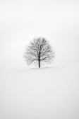 photography of tree