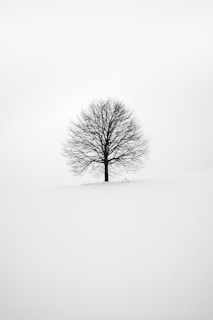 photography of tree