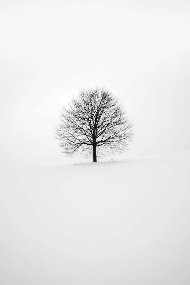photography of tree