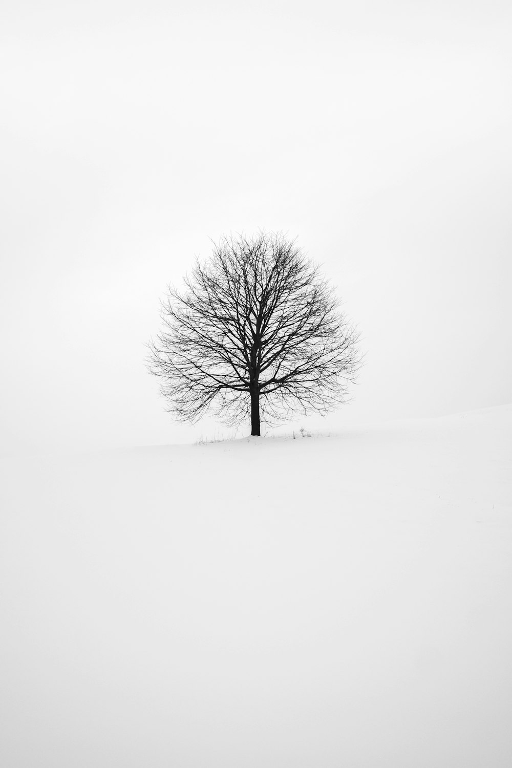 Fotografía de árbol