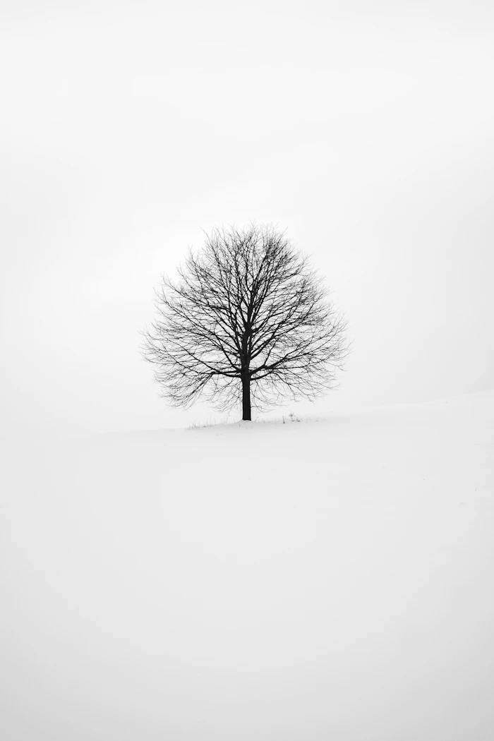 A solitary tree standing in a snow-covered landscape