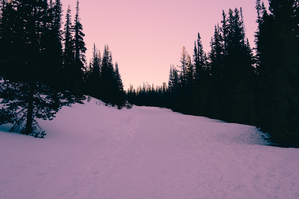 landscape photography of trees and snow