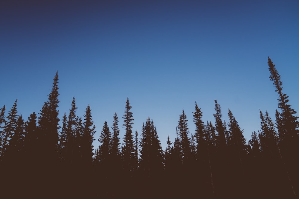 arbres sous le ciel bleu pendant la journée