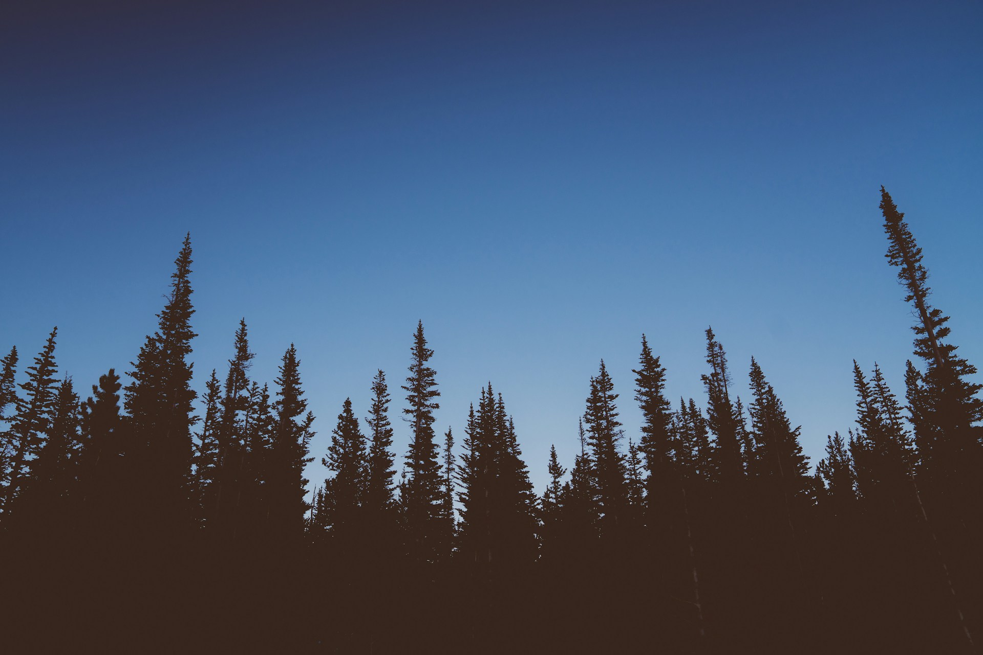 trees under blue sky during daytime
