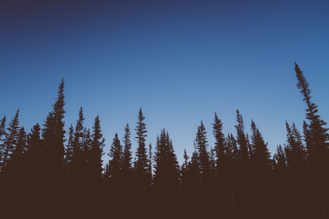 Spruce-fir forest photo spot Red Rock Lake United States