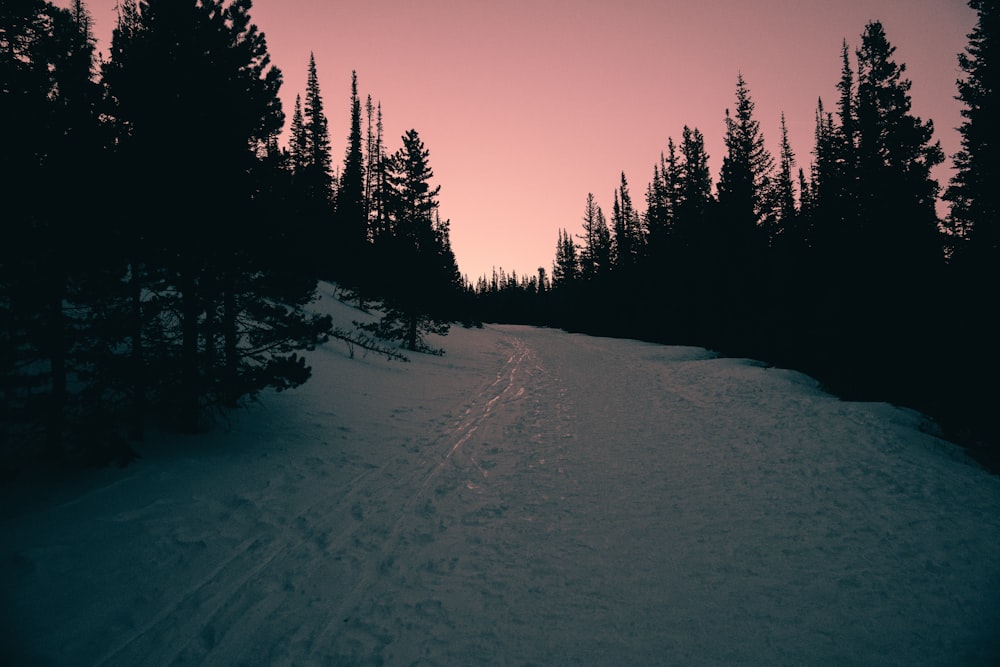 silhouette of trees beside snow field