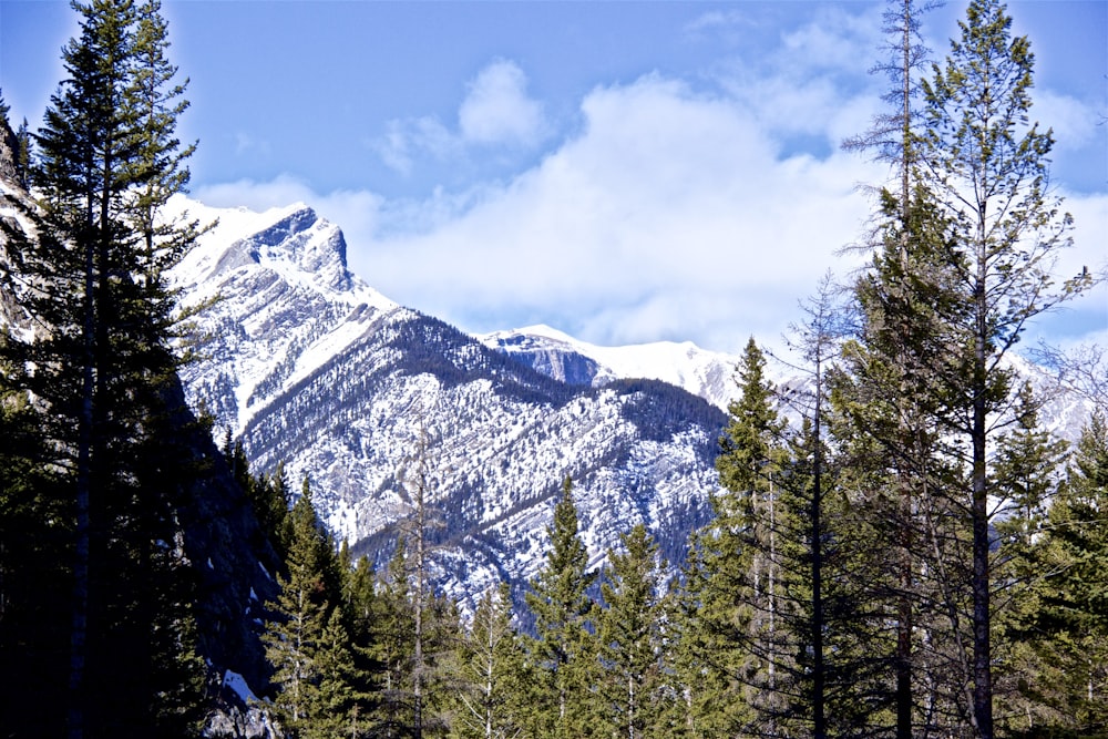 montaña nevada y árboles