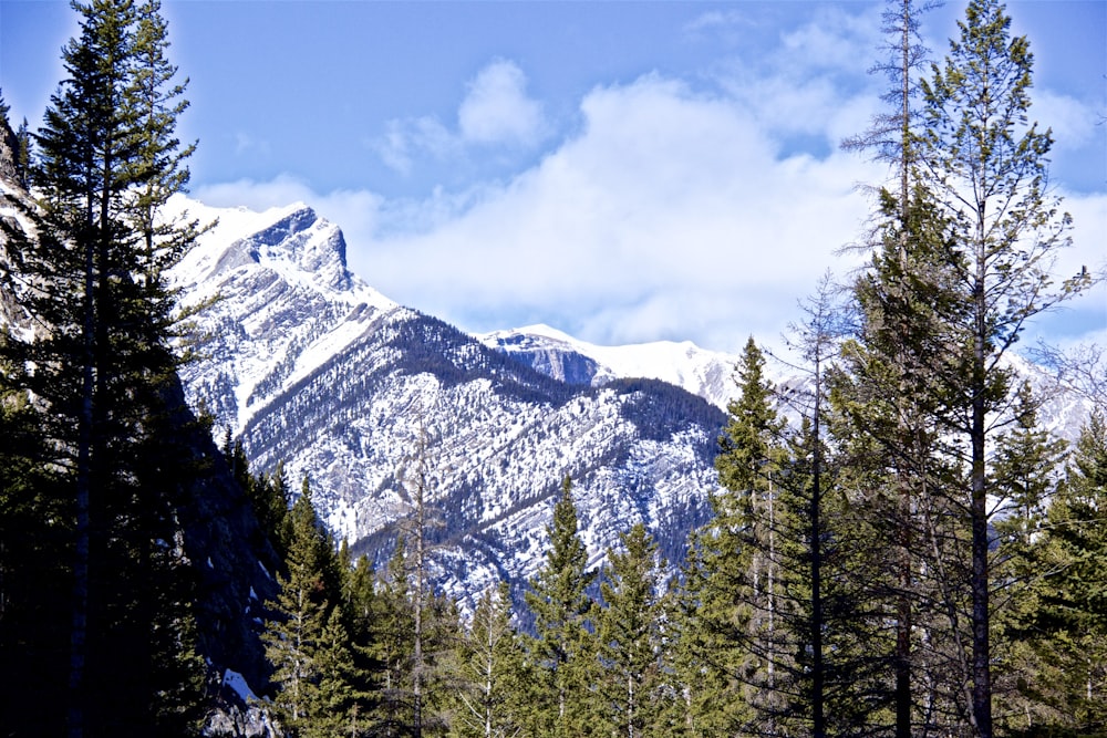 snowy mountain and trees