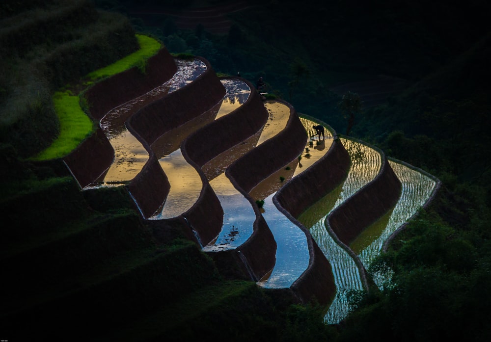 rice terraces