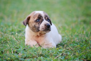 Puppy Max